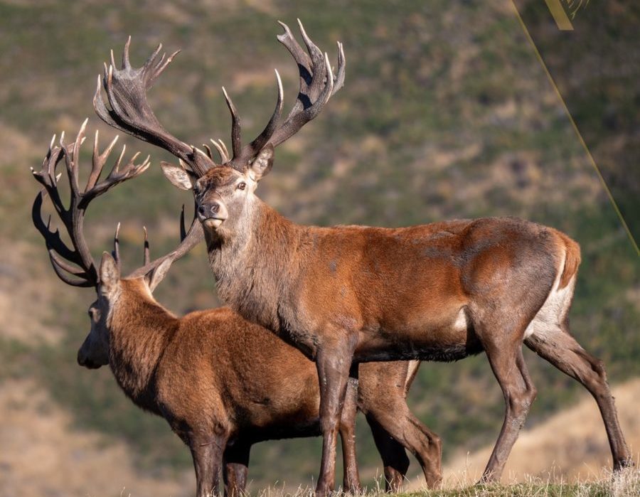 Quebec Elk & Red Stag Hunt
