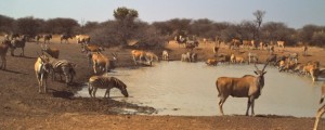 Namibia Luxury Hunting Safari