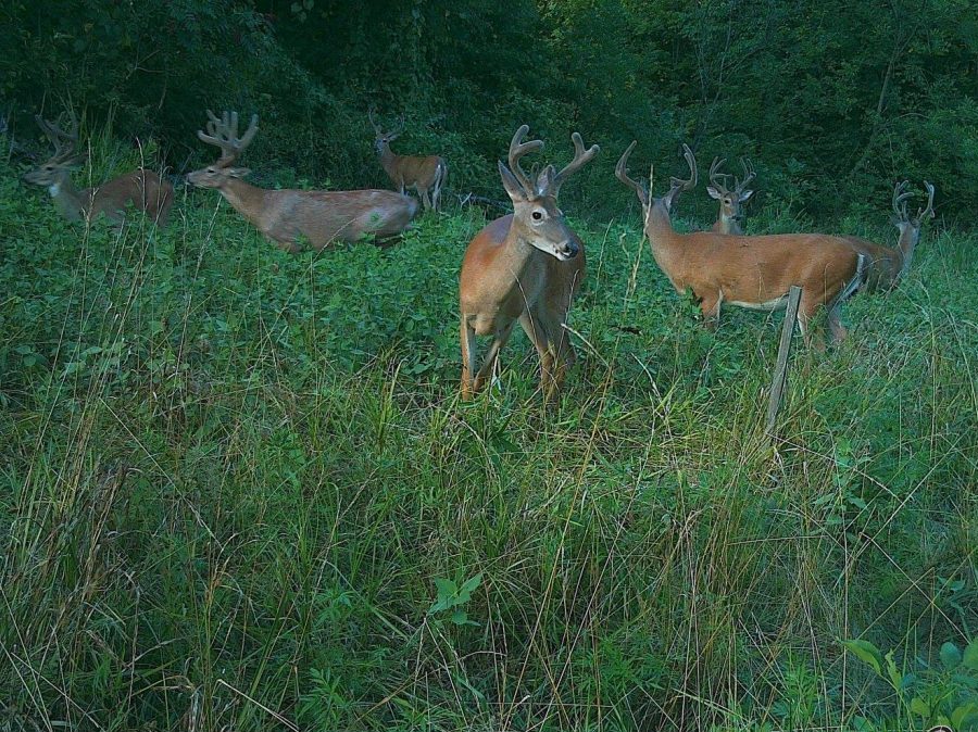 Kansas Deer Hunt - Southeast