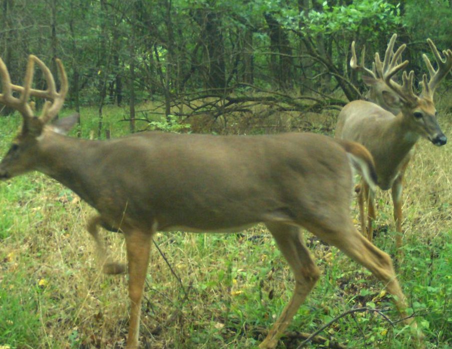 Kansas Deer Hunt – Southeast
