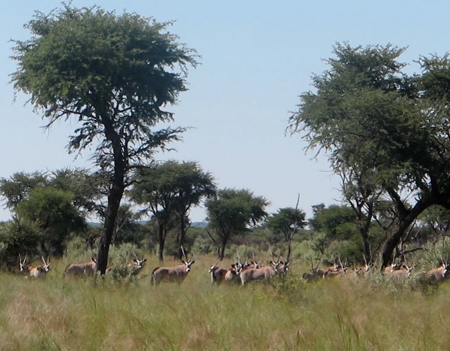 Namibia Luxury Hunting Safari - Hunters Namibia Safaris
