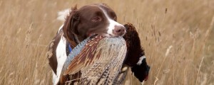 South Dakota Pheasant Hunt - Pierre