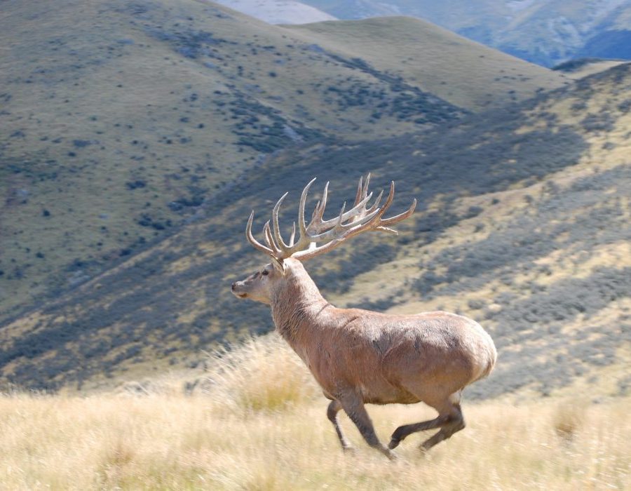 New Zealand Red Stag Hunting - Christchurch