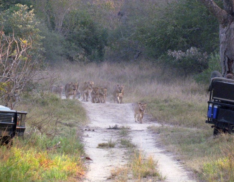 South Africa Kruger Photo Safari