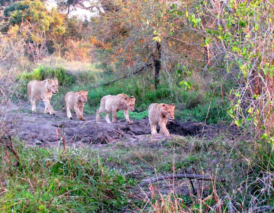 South Africa Kruger Photo Safari