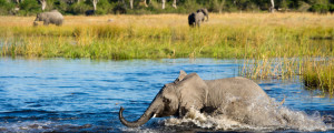 Botswana Okavango Delta Photo Safari