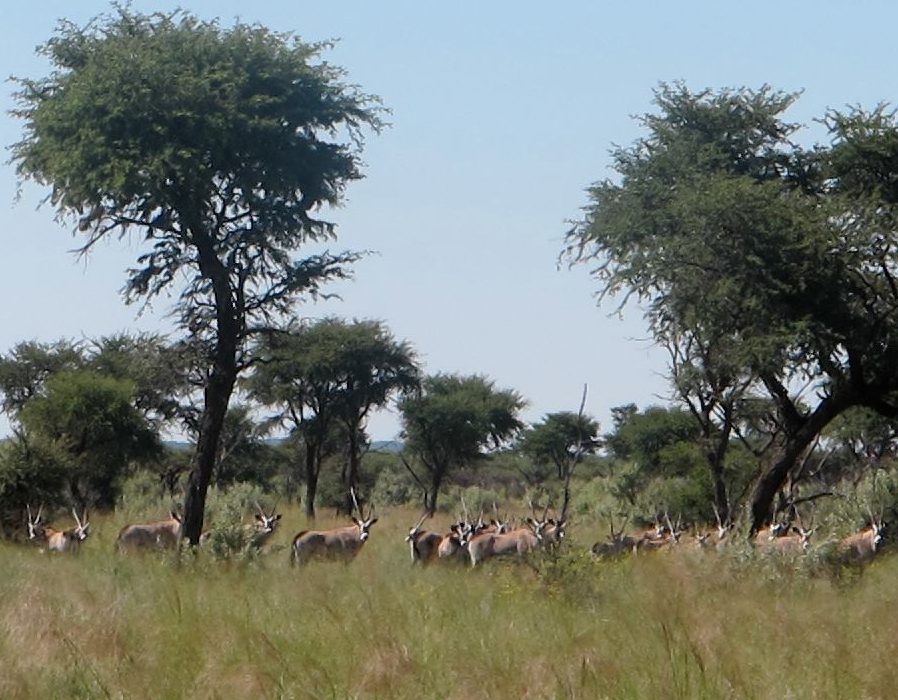 Namibia Hunting Safari - Lake Lodge