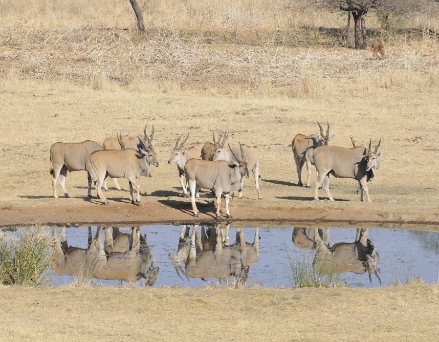 Zimbabwe Hunting Safari