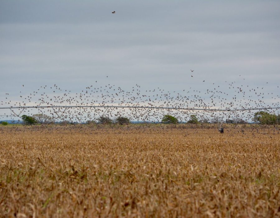 Argentina Dove Hunting Lodge