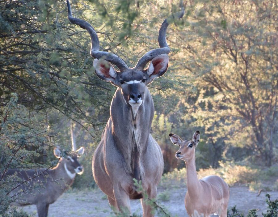 Botswana Hunting Safari