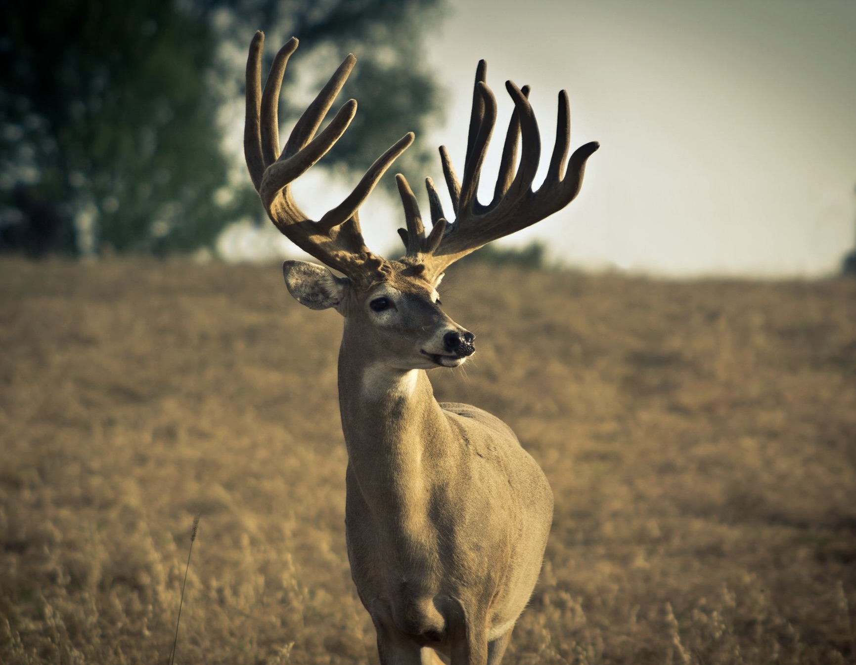 Texas Trophy Hunting - Brownwood