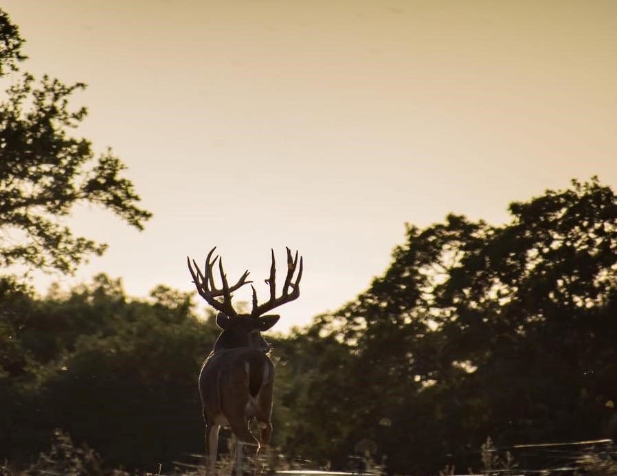 Texas Trophy Hunting - Brownwood