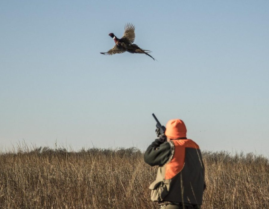 Kansas Pheasant Hunt and Duck