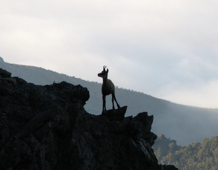 New Zealand Red Stag Hunting - Marlborough