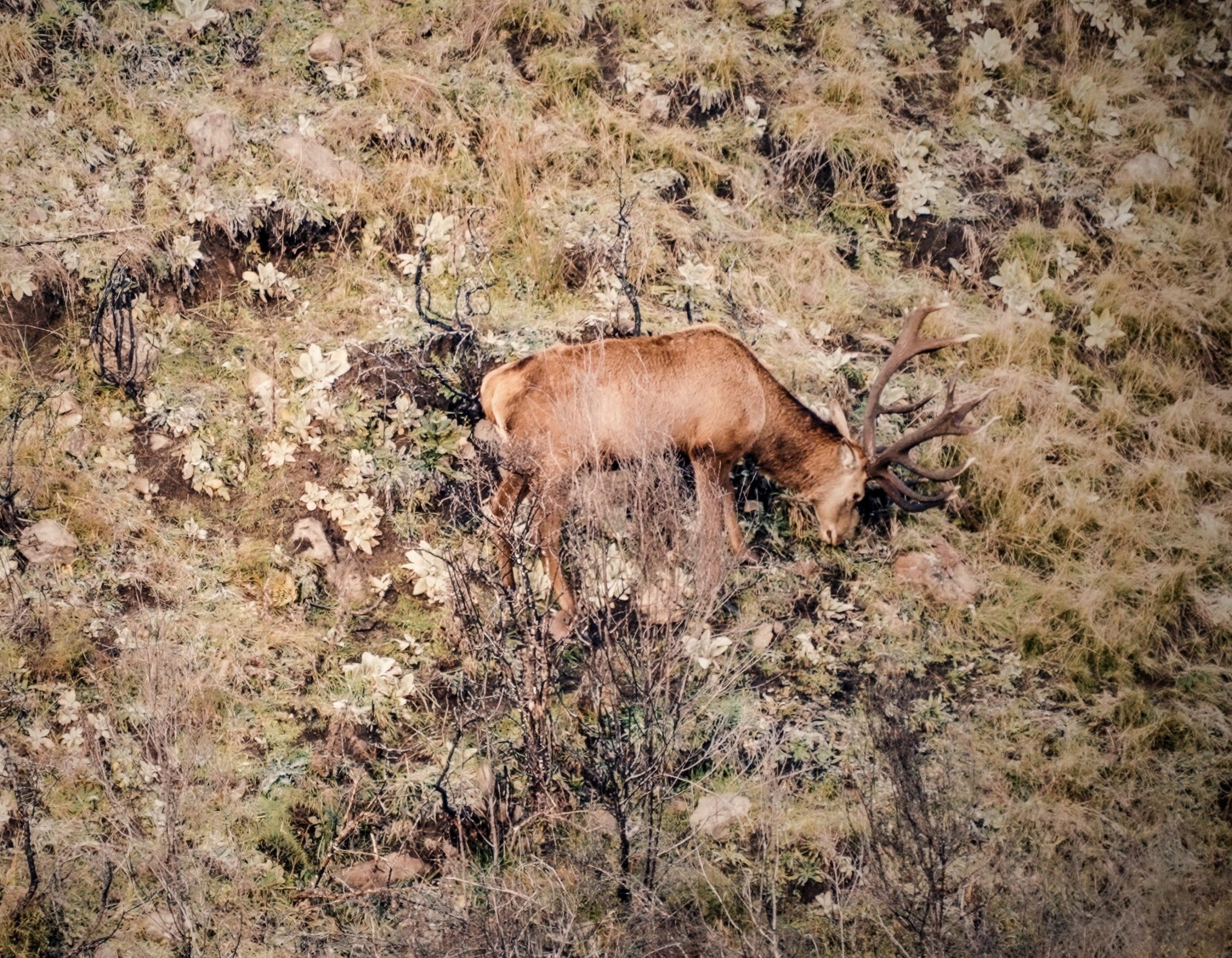 New Zealand Red Stag Hunting - Marlborough