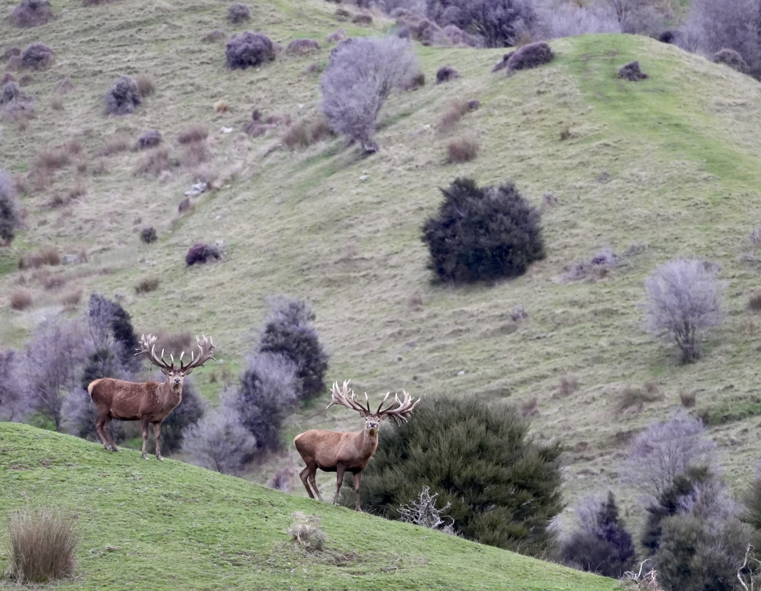 New Zealand Red Stag Hunting – Marlborough