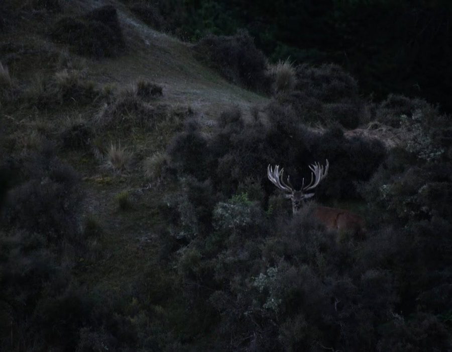 New Zealand Trophy Red Stag Hunting - Kaikoura