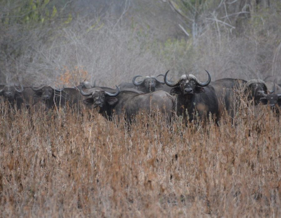 Mozambique Hunting Safari