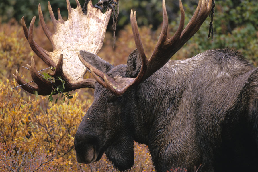 Newfoundland Caribou Hunt, Moose & Bear Hunting
