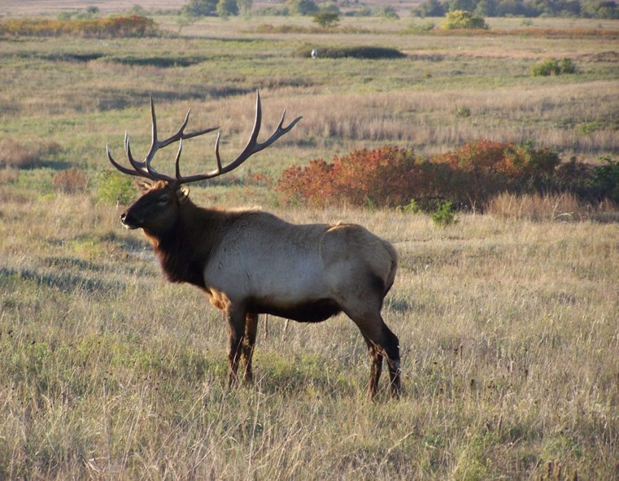 Colorado Elk Hunt and Mule Deer Hunt – Meeker
