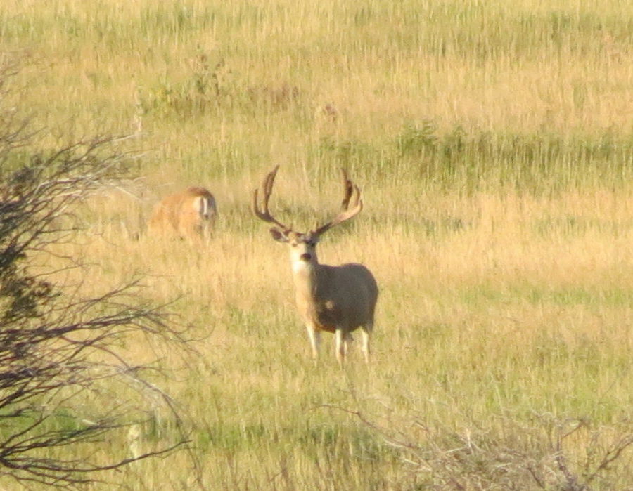 Wyoming Deer Hunt and Elk Hunt