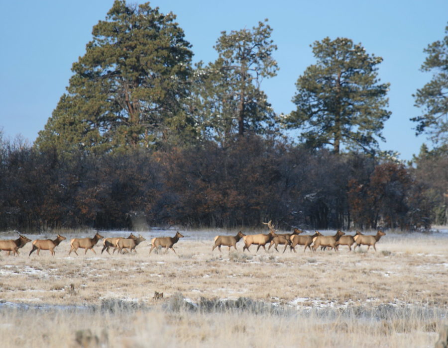 New Mexico Big Game Hunting Lodge