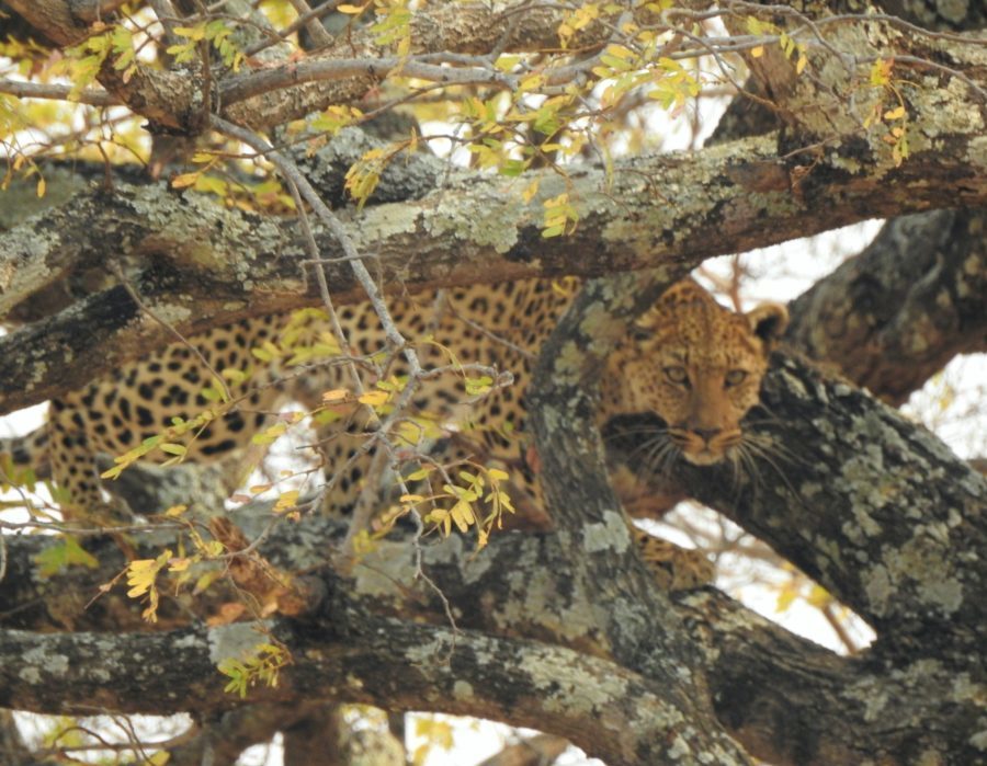 Zambia Dangerous Game Hunting Safari