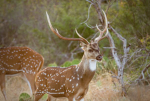 Axis hunt for corporate group in Texas