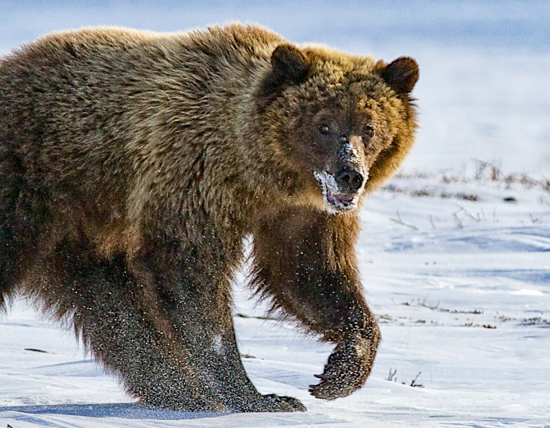 Arctic Bear, Caribou, Muskox, Walrus Hunt