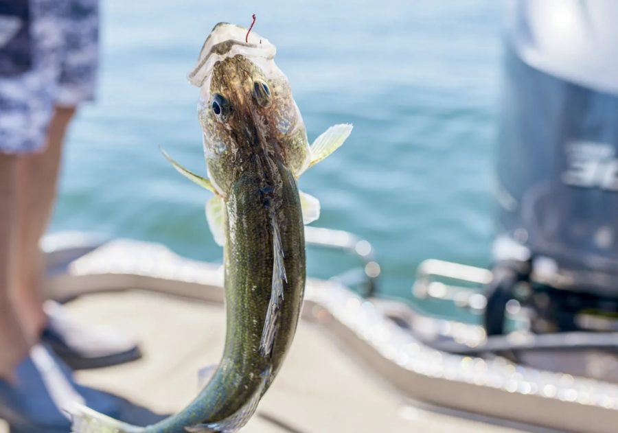 South Dakota Fishing – Pierre