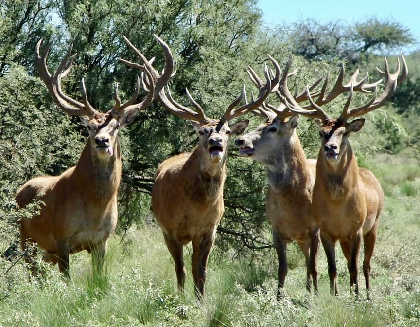 Argentina Rustic Red Stag Hunt
