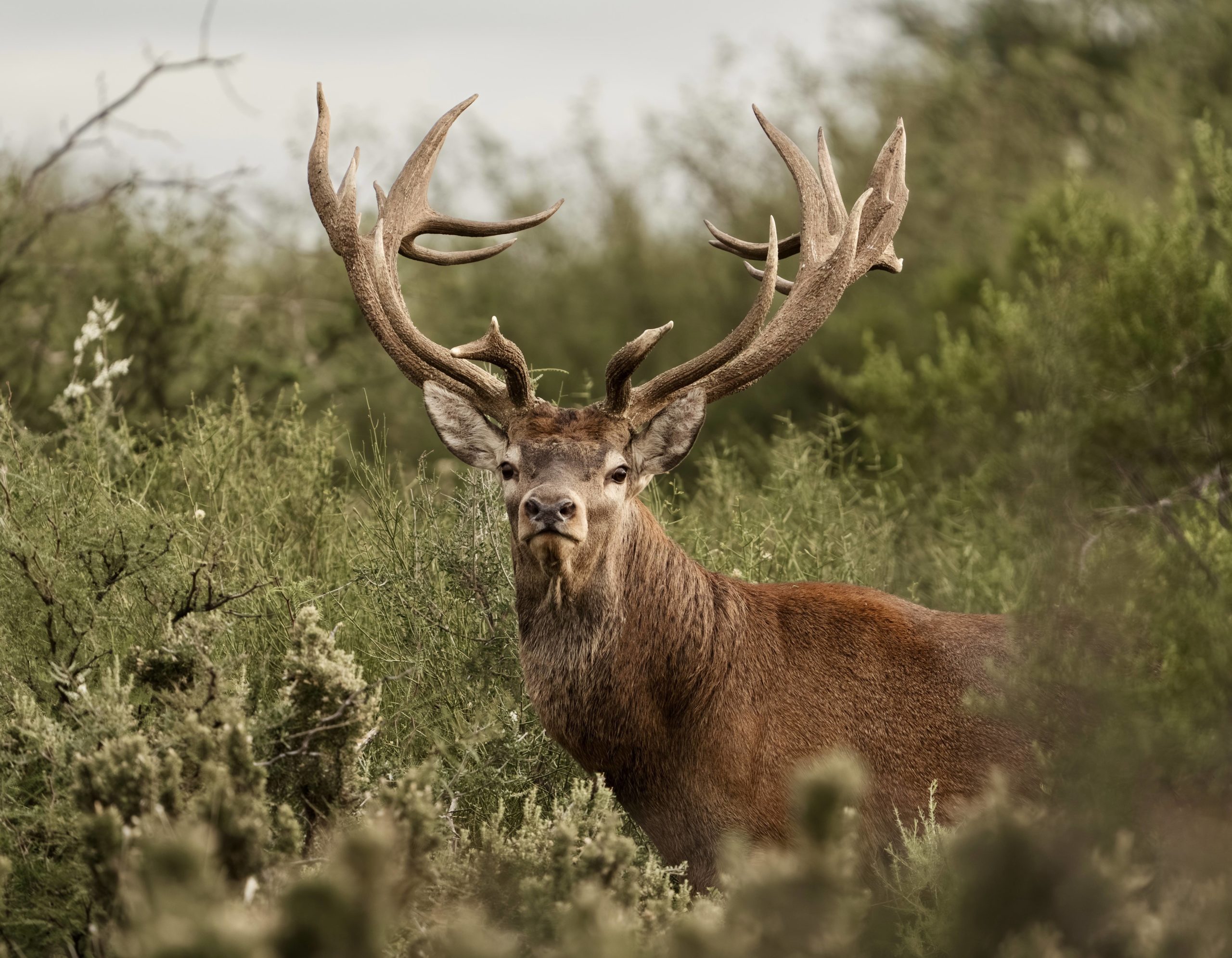 Argentina Luxury Red Stag Hunting - La Pampa