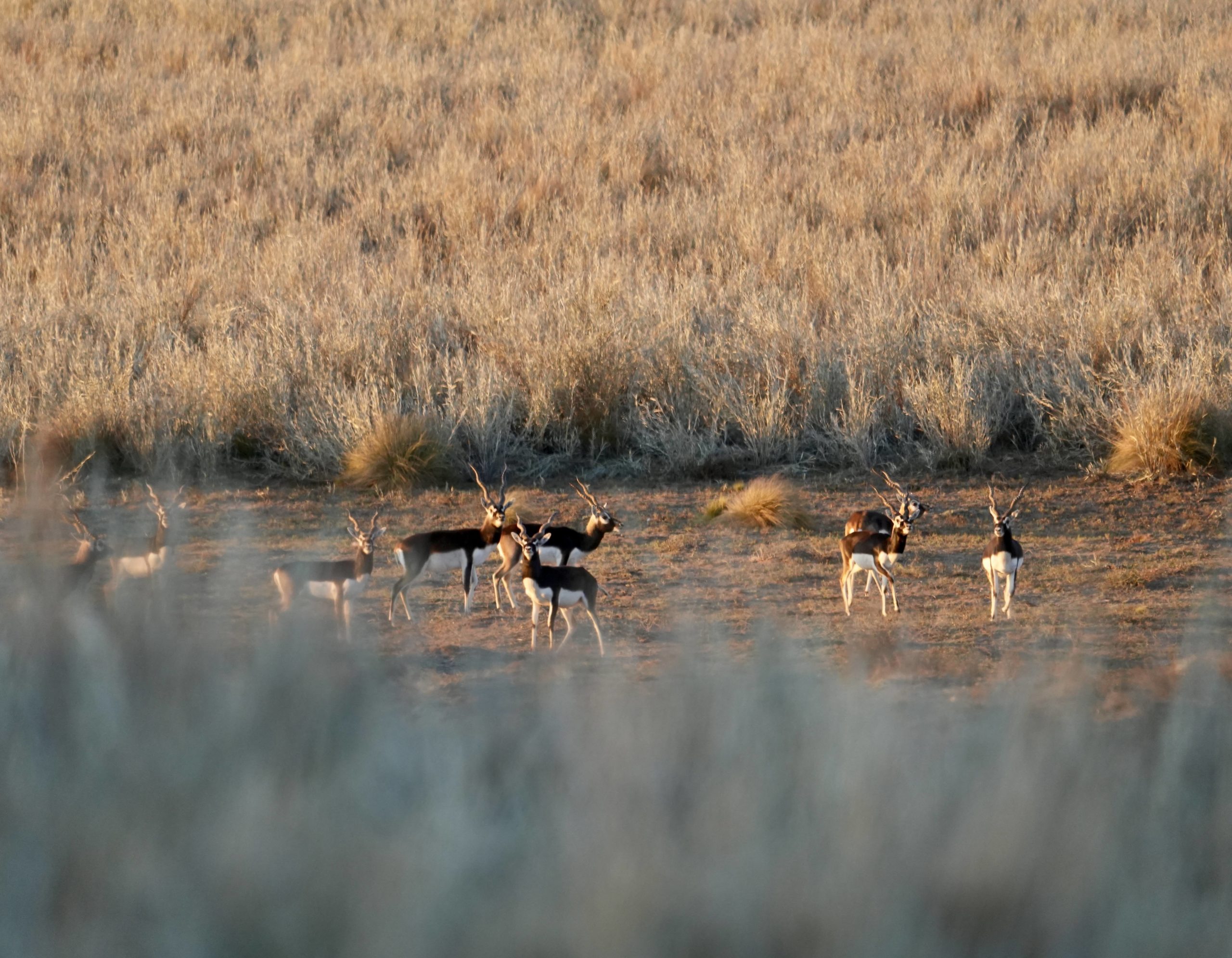 Argentina Luxury Red Stag Hunting - La Pampa