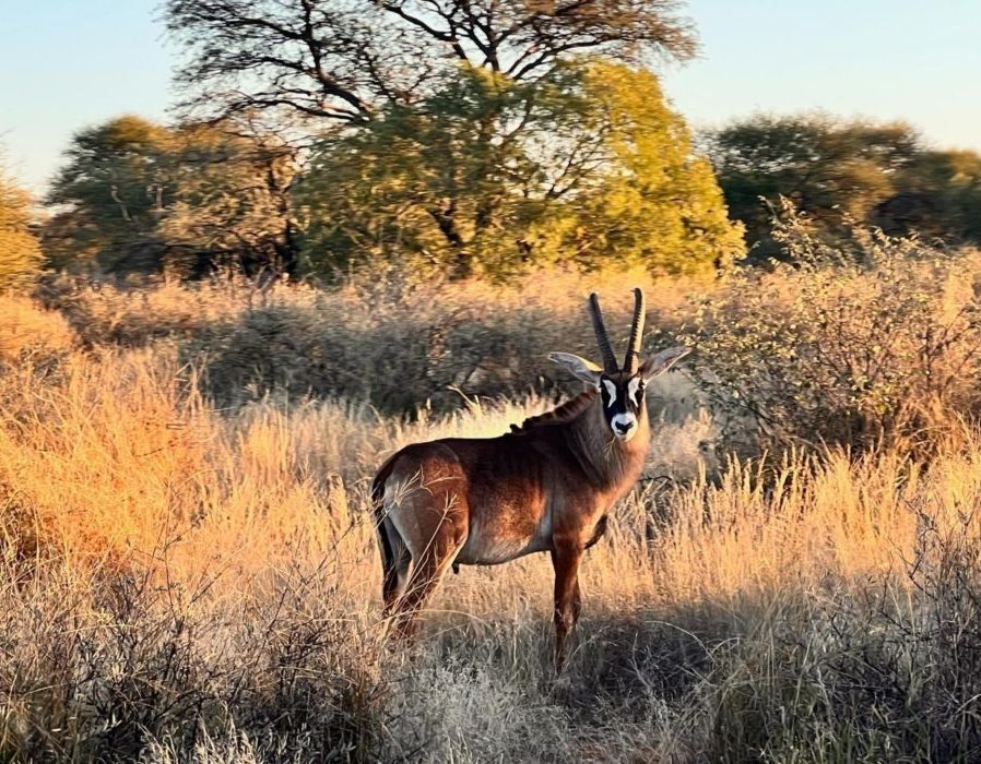 South Africa Limpopo Hunting Safari