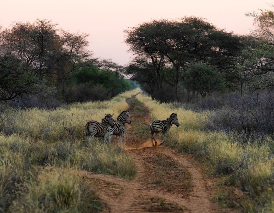 South Africa Limpopo Hunting Safari