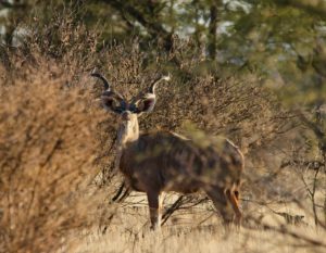 Best African Hunting Lodge in Namibia for Plains Game and Kudu Hunts