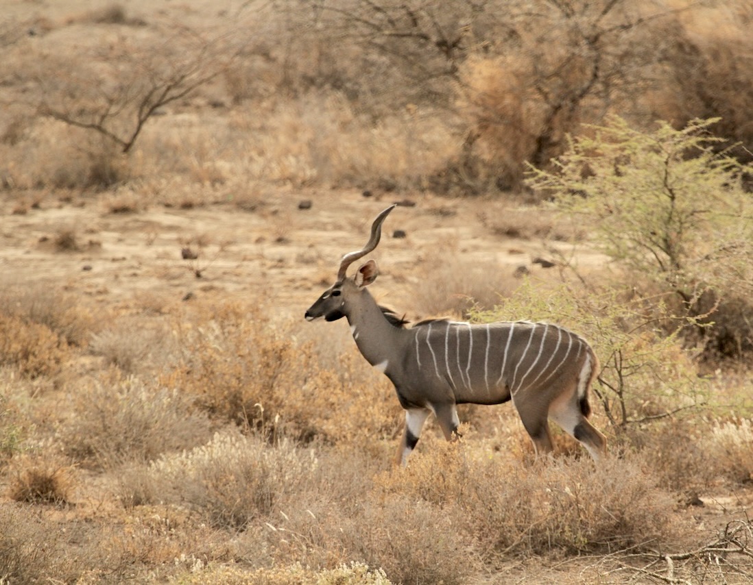 Tanzania Plains and Dangerous Game Safari