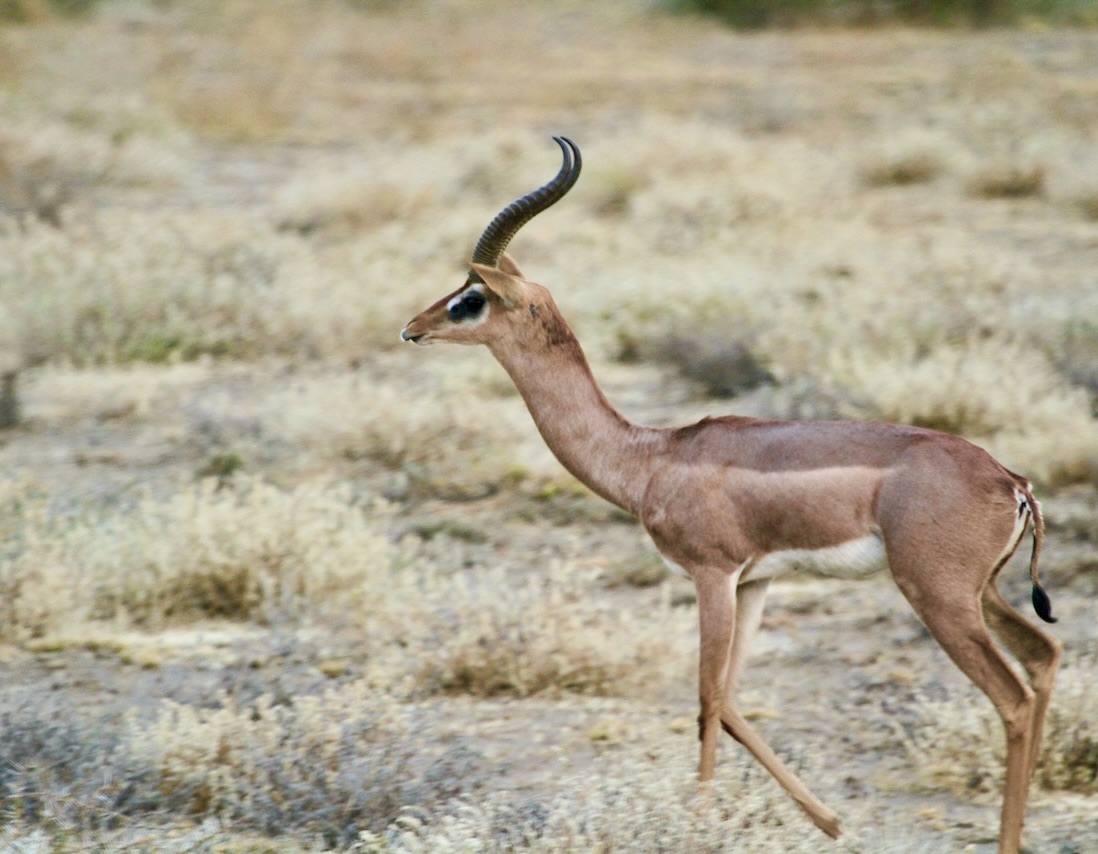 Tanzania Plains and Dangerous Game Safari