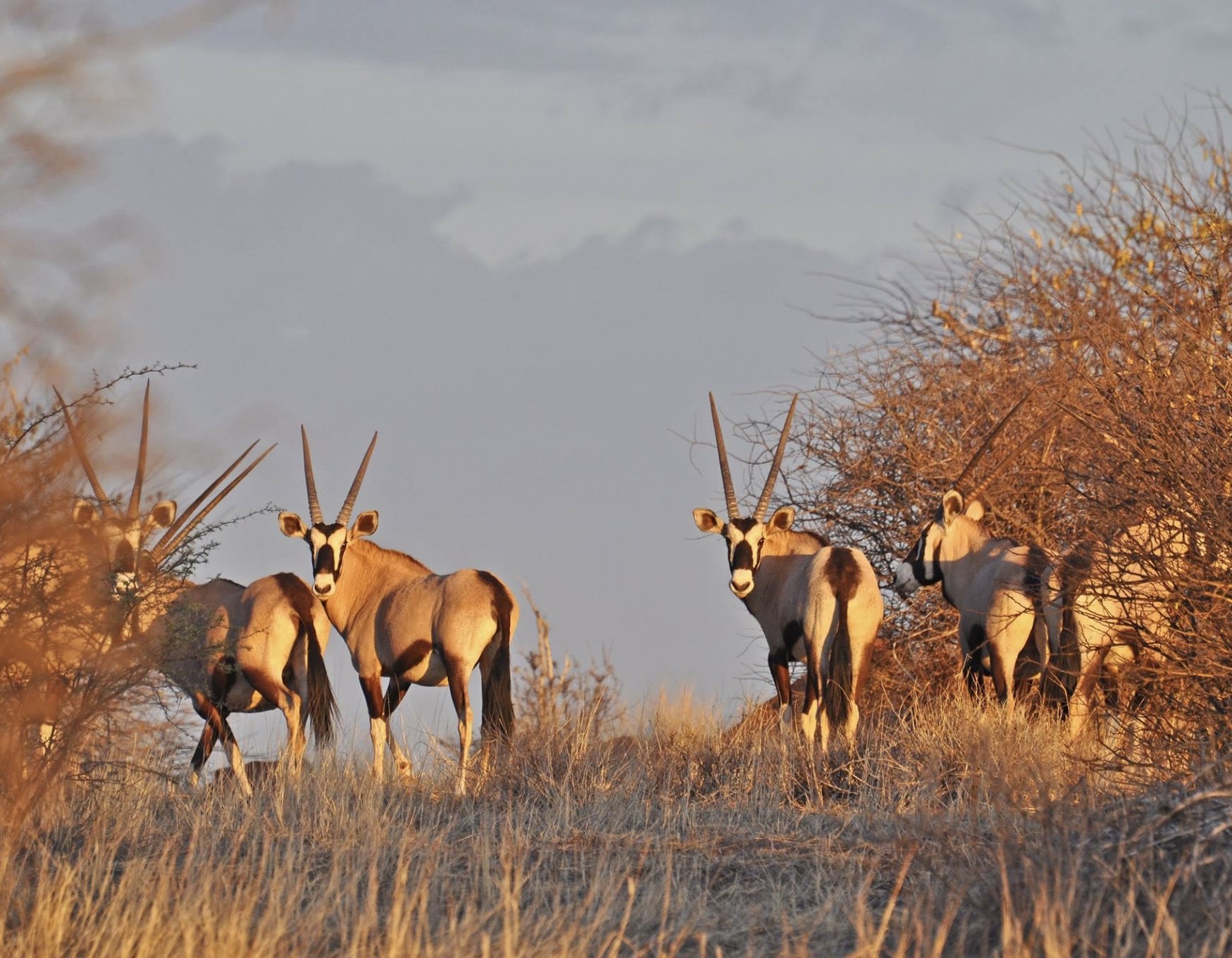 Namibia Hunting Safari