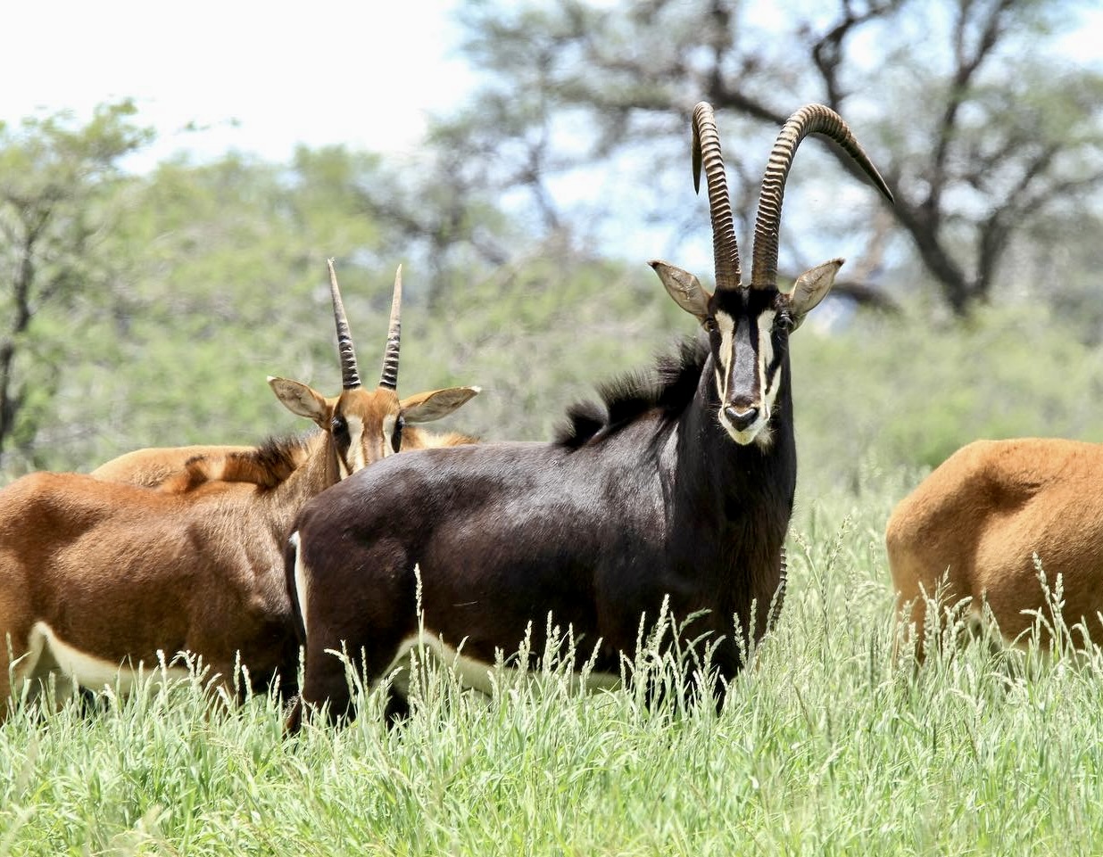 Namibia Hunting Safari