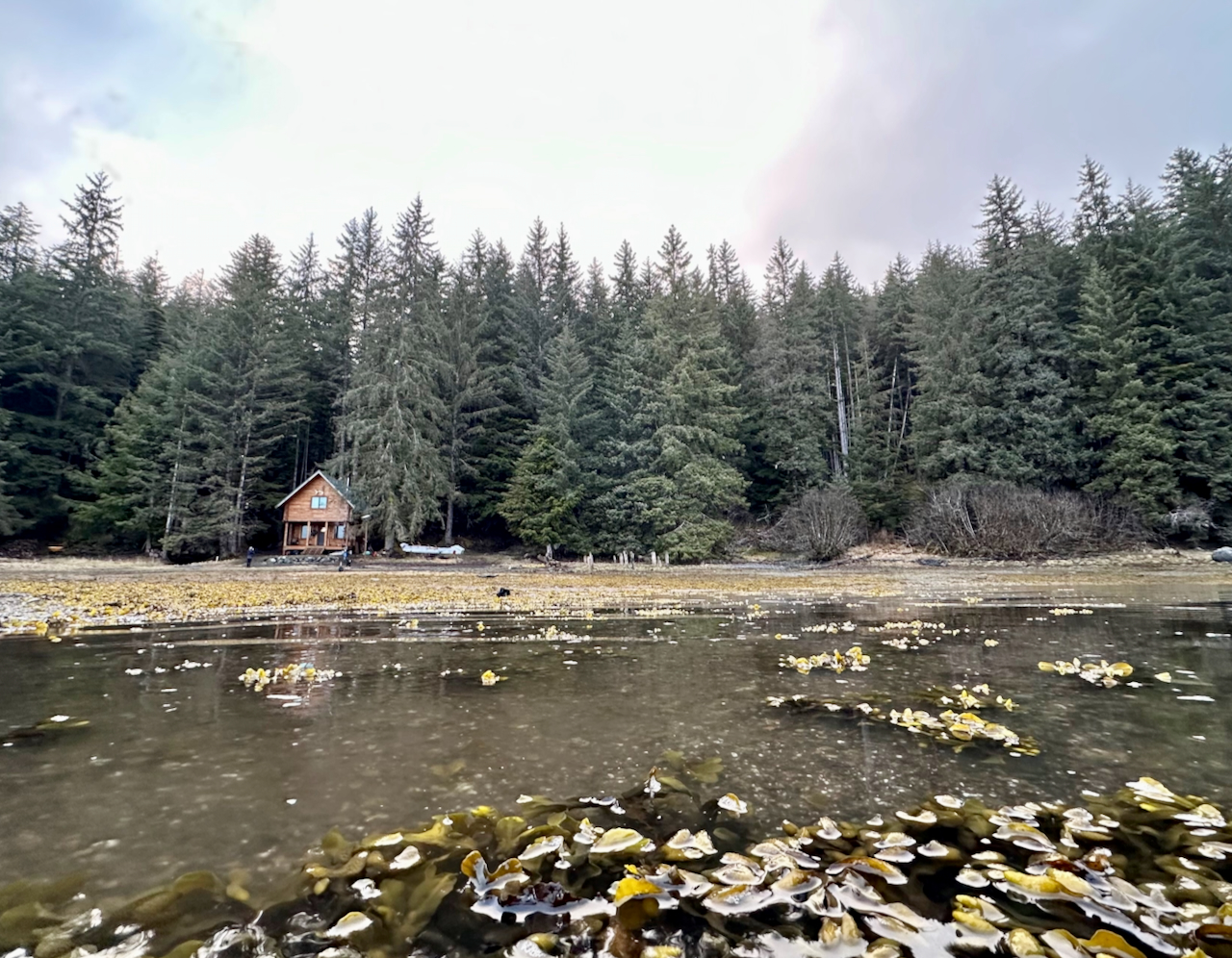 Alaska Brown Bear Cabin Hunt