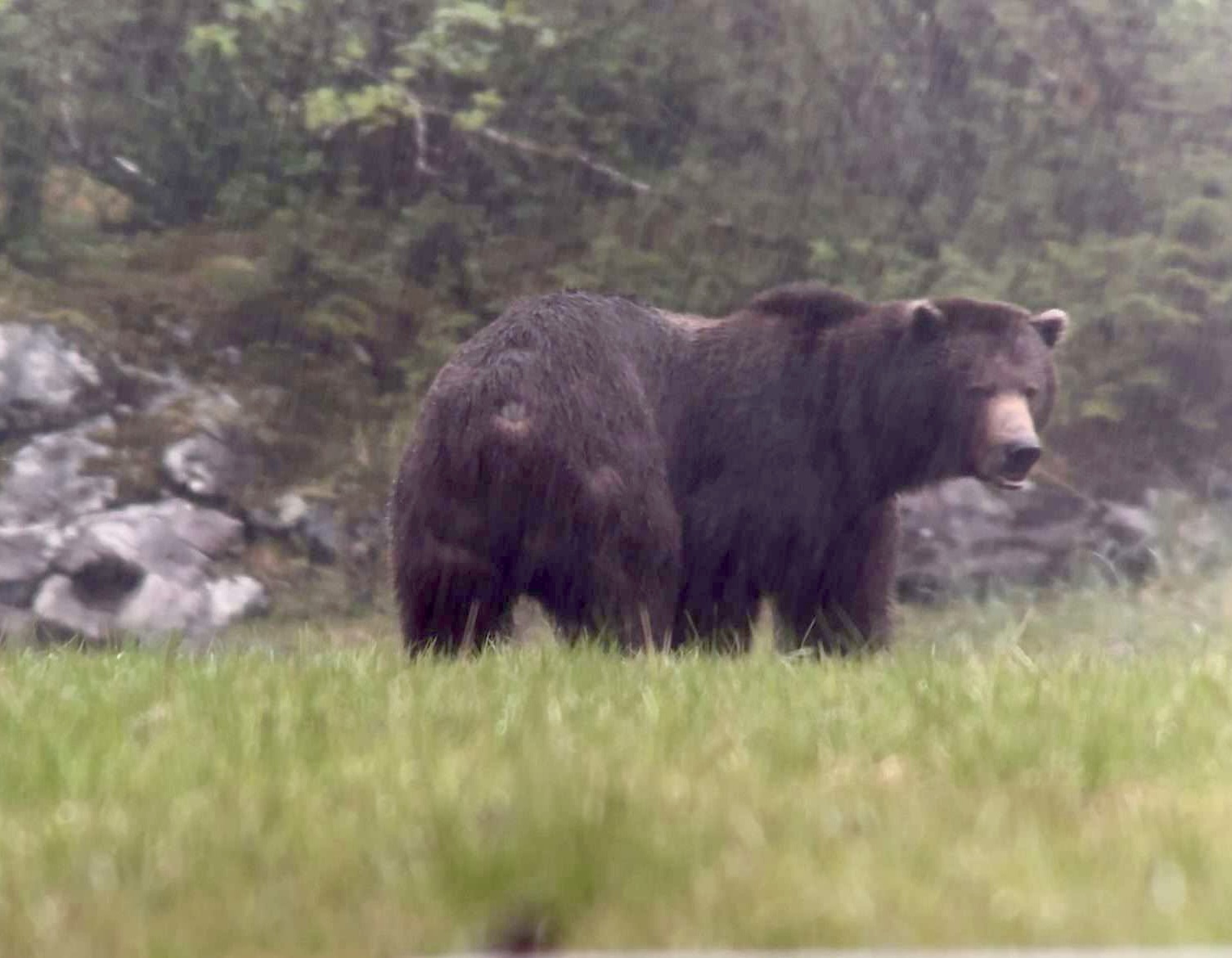 Alaska Brown Bear Yacht Hunt