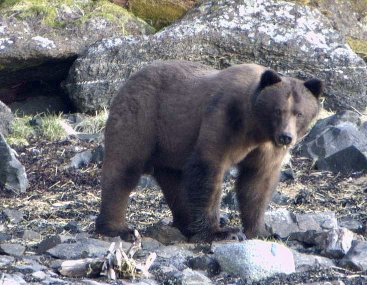 Alaska Brown Bear Cabin Hunt