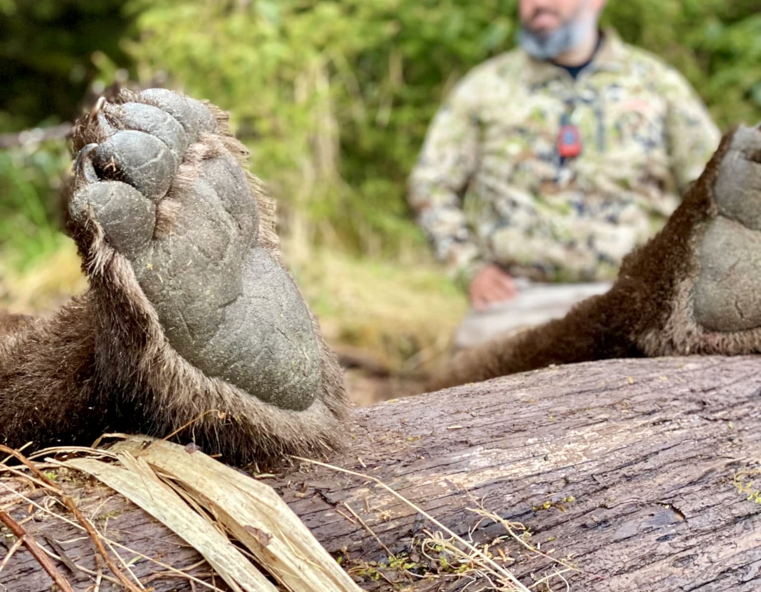 Alaska Brown Bear Yacht Hunt