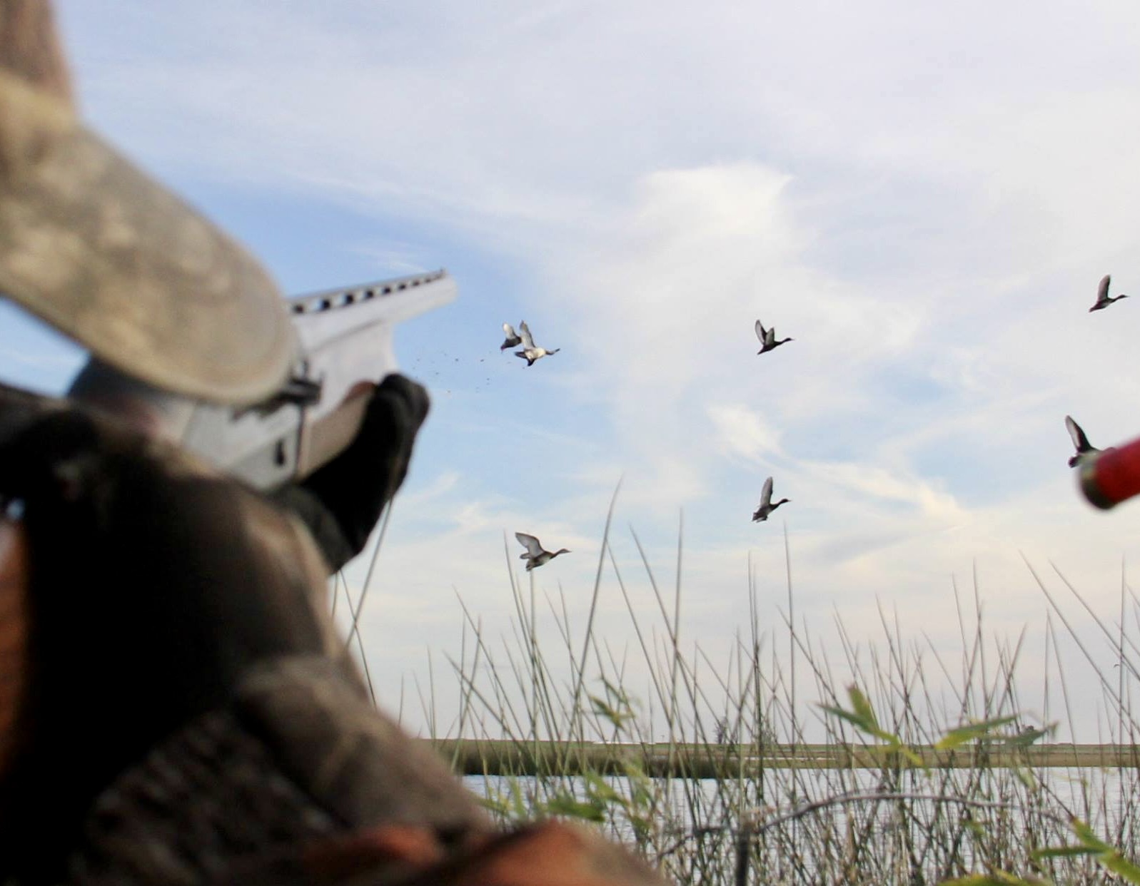 Argentina Duck, Dove, Perdiz Hunt