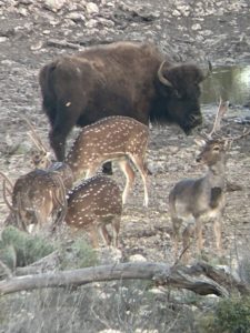 Texas trophy whitetail hunting and exotics hunting