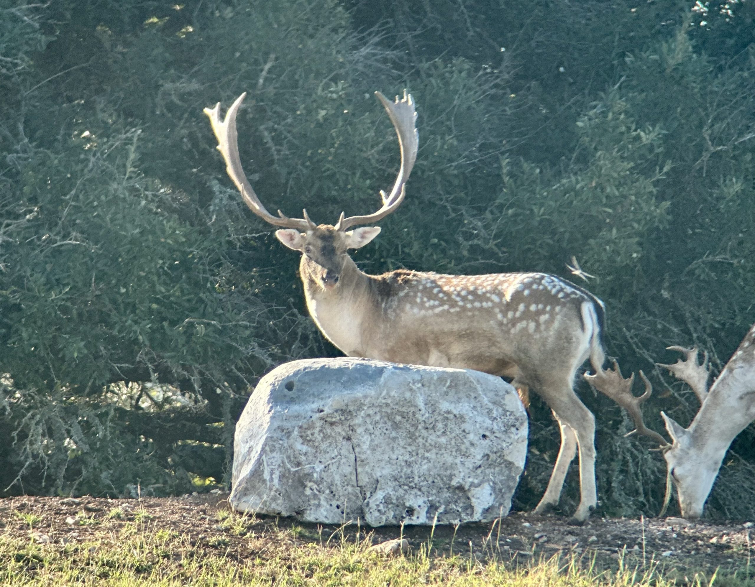 Texas Whitetail Deer Hunt - MTN Home
