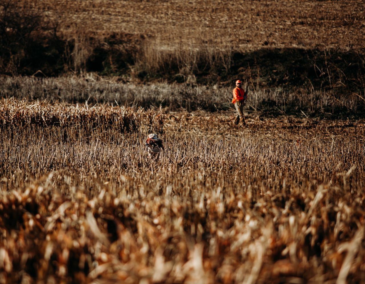 South Dakota Preserve & Wild Pheasant Lodge - Dallas