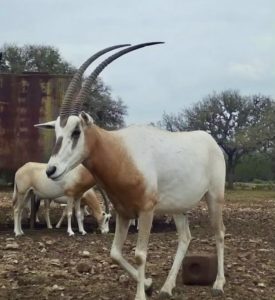 Texas trophy whitetail hunting and exotics hunting