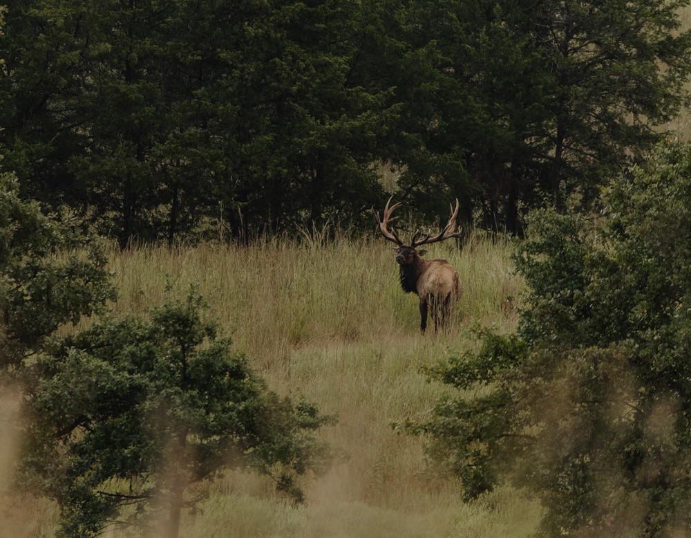 Oklahoma Trophy Elk & Red Stag